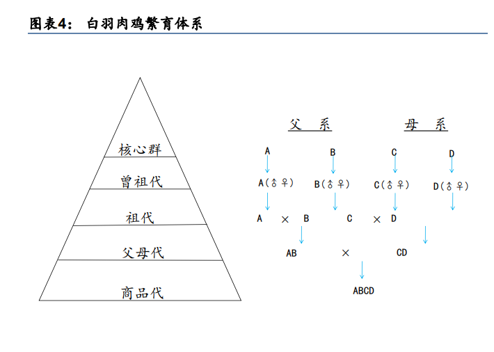 抓码王每期自己更新,探索抓码王，自我更新、统计研究及定义的深度解读——缩版解析,迅捷解答方案设计_苹果款92.19.50