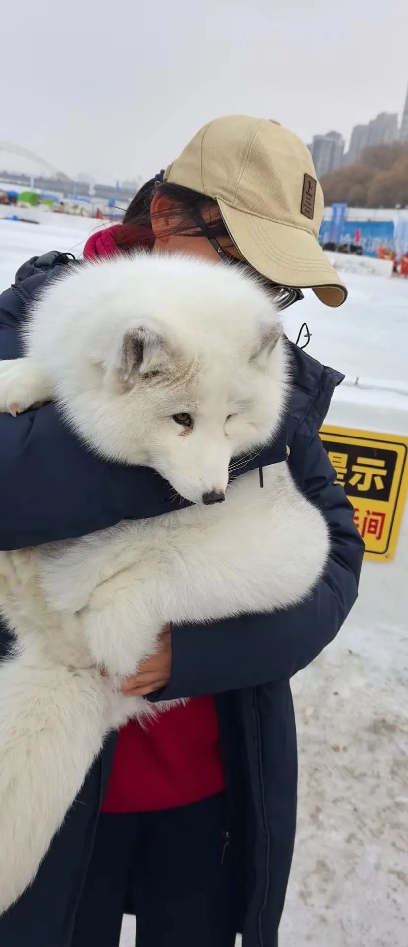 关于哈尔滨拍照的白狐被拔牙的情况，官方做出了回应。，据官方介绍，这只白狐是在哈尔滨动物园内被发现的，其拔牙的情况是由于口腔存在问题，需要进行口腔护理和必要的治疗。动物园方面表示，他们会采取专业的措施确保白狐的健康和安全，同时加强管理和监督，确保动物得到良好的照顾和待遇。此外，动物园也呼吁广大游客文明观赏动物，尊重动物生命，不要干扰和伤害动物。，因此，针对这一事件，官方已经采取了措施确保白狐得到妥善的治疗和照顾，并呼吁公众尊重动物生命，不要随意干扰和伤害动物。