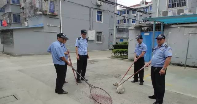 民警的职责是保护公民的合法权益和人身安全，维护社会秩序和公共安全。如果民警在突袭菜市场的过程中偷走了数个手机，这是极其严重的盈利行为，违反了职业道德和法律法规。这种行为不仅损害了公众对警察的信任，也损害了社会的公正和安全。，如果发现此类行为，应该及时向相关部门报告。相关部门将会对此类事件进行调查和处理，确保公正和公平。同时，也应该加强对于执法行为的监督，确保警察队伍的公正和廉洁。