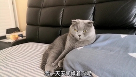 气血不足的人可以学学小猫